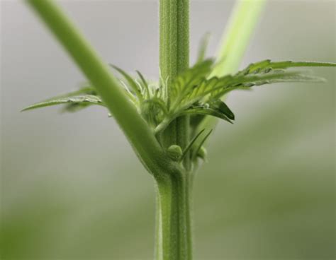 hermie cannabis plant